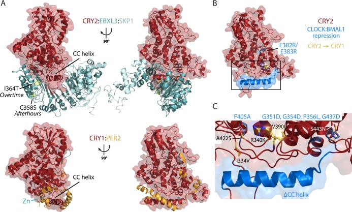 Figure 7