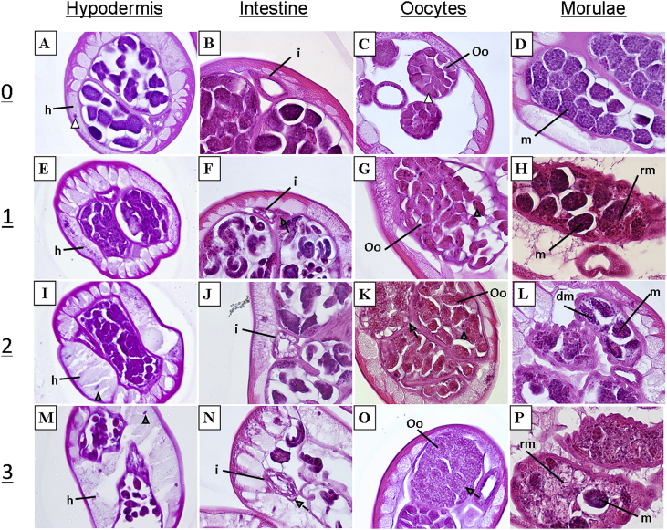 Fig. 1