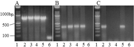 FIG. 2.