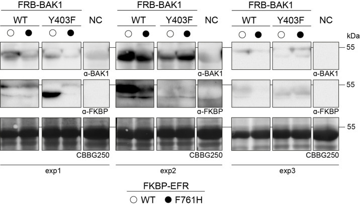 Figure 4—figure supplement 3.