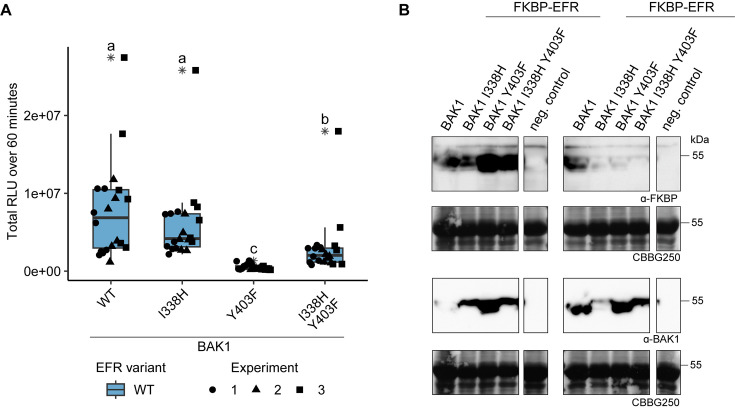 Figure 4—figure supplement 1.