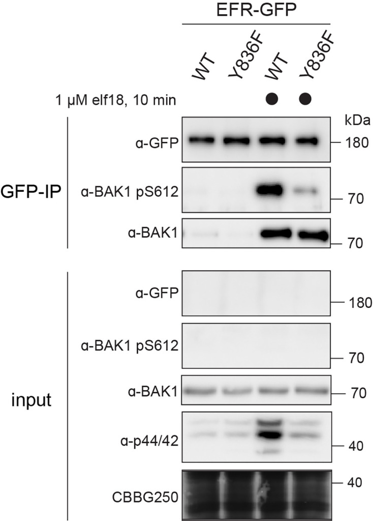 Figure 1—figure supplement 1.