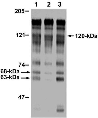 FIG. 5.