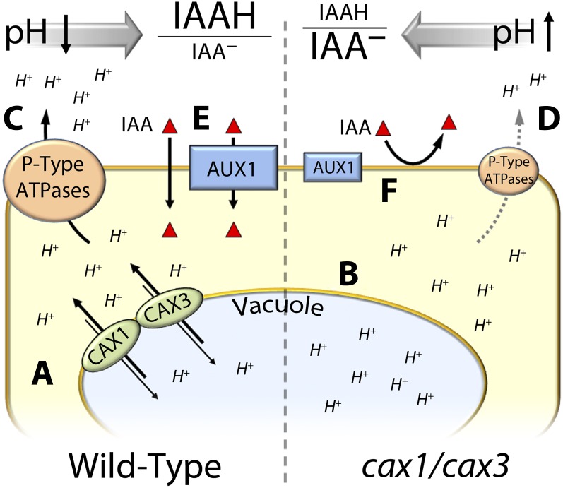 Figure 5.