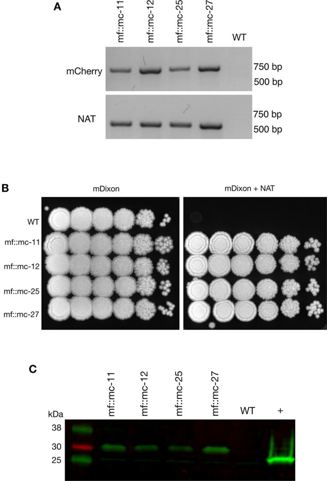 Figure 2