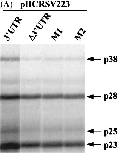 FIG. 7.