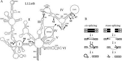 FIGURE 1.