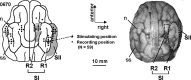 <b>FIG. 1.</b>