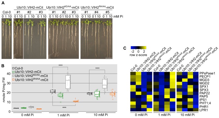 Figure 2—figure supplement 3.