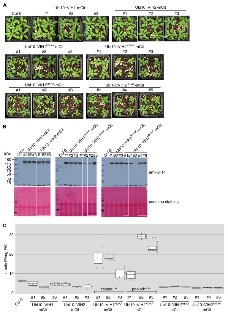 Figure 2—figure supplement 4.