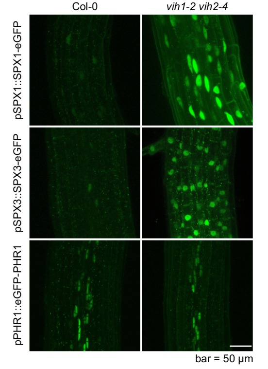 Figure 4—figure supplement 2.