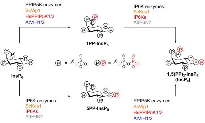 Figure 1—figure supplement 1.