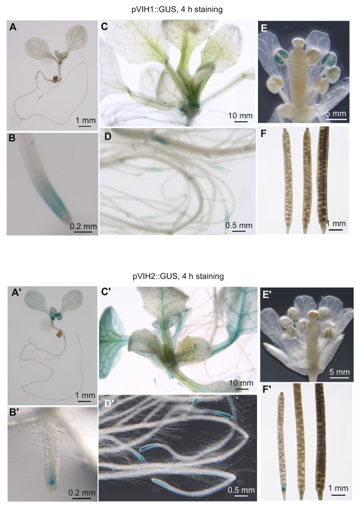 Figure 1—figure supplement 3.