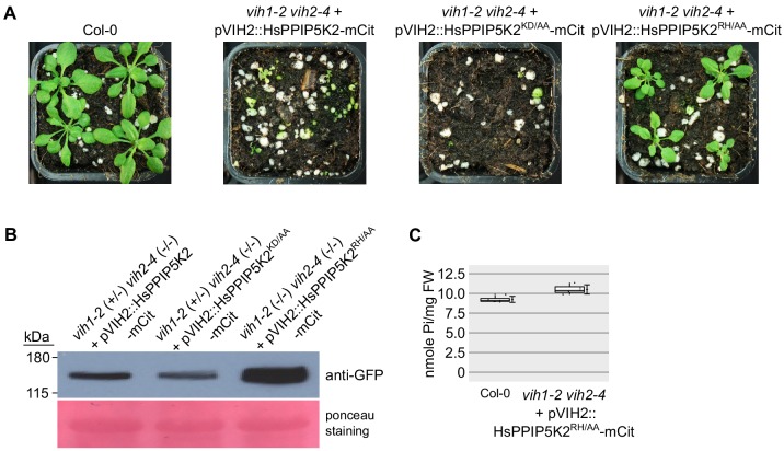 Figure 4—figure supplement 3.