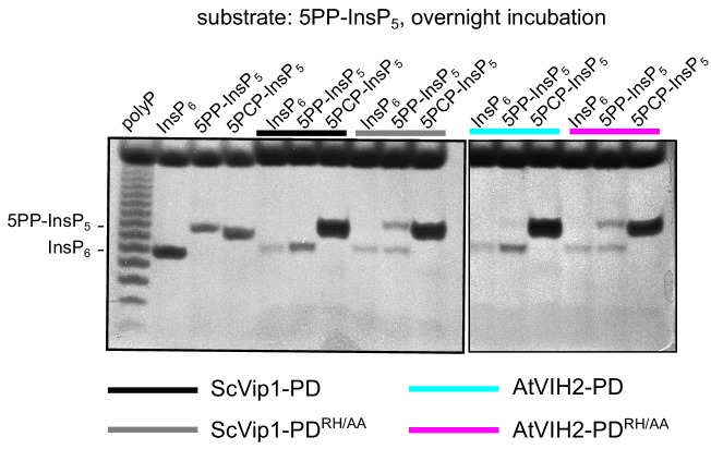 Figure 5—figure supplement 3.