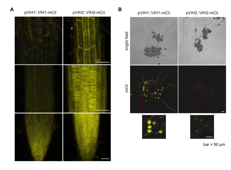 Figure 1—figure supplement 4.