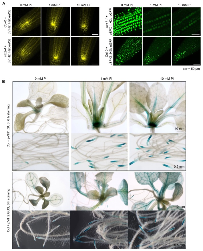 Figure 4—figure supplement 1.