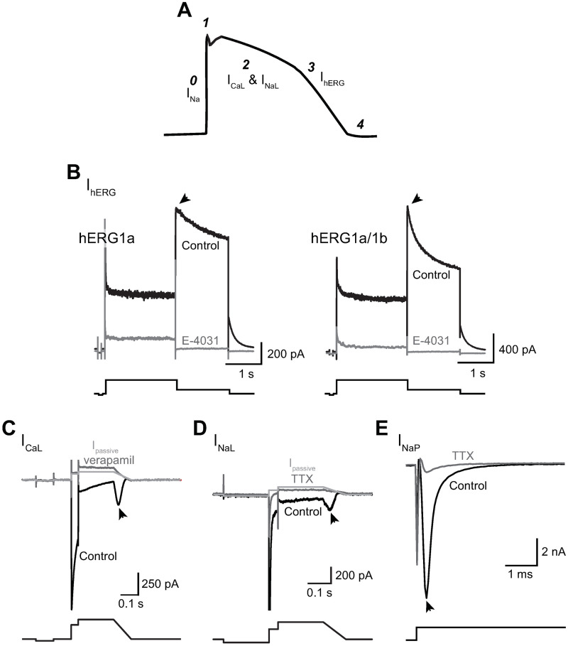 Fig 1