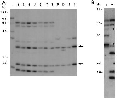 FIG. 6