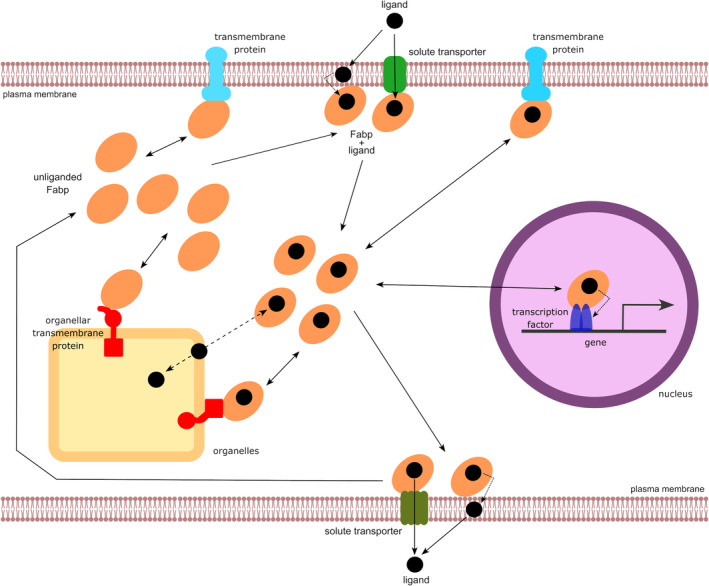 FIGURE 2