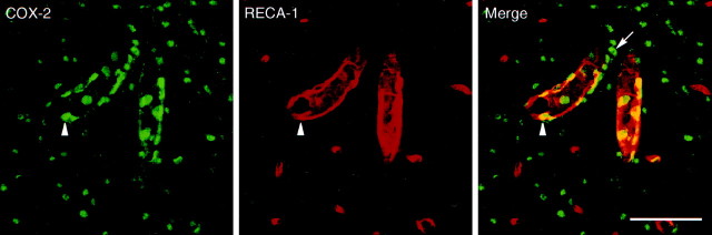 Fig. 9.