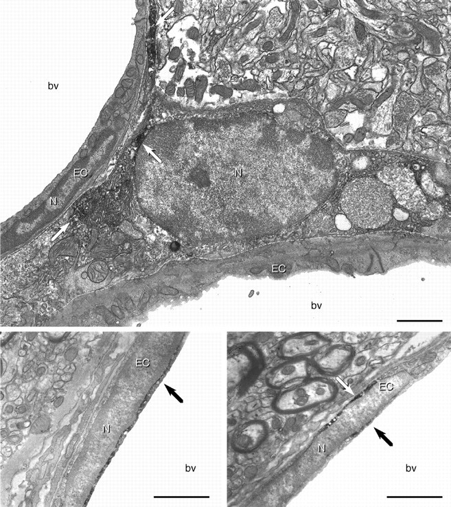 Fig. 10.