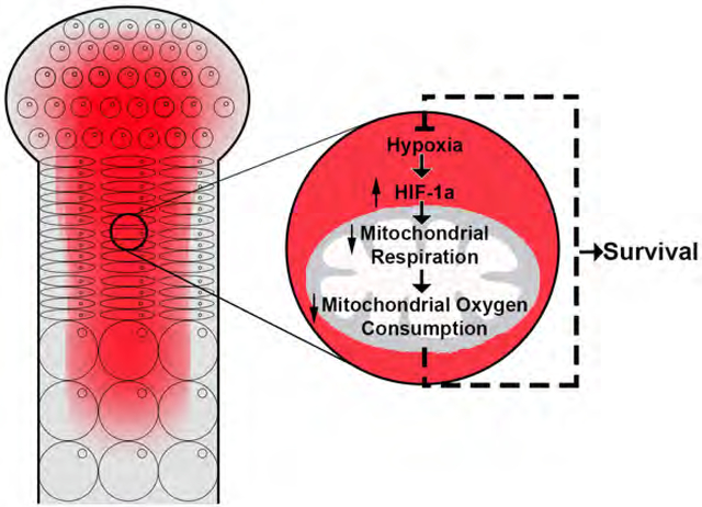 graphic file with name nihms-1527934-f0001.jpg