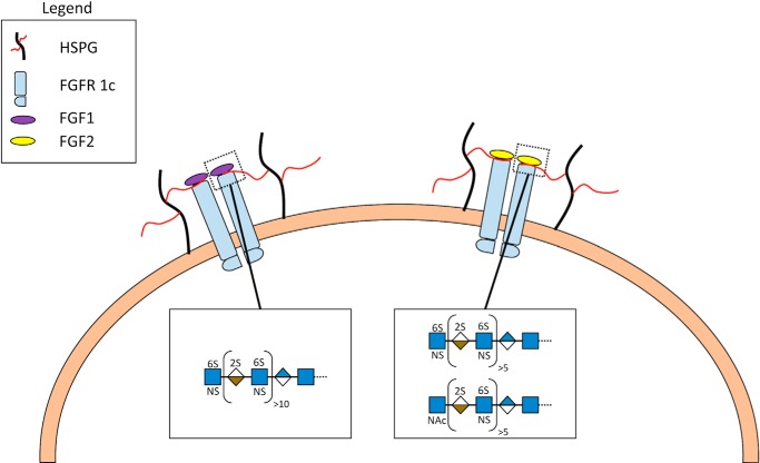 FIGURE 7.