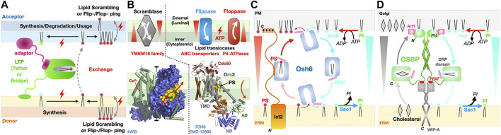 FIGURE 12