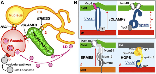 FIGURE 13