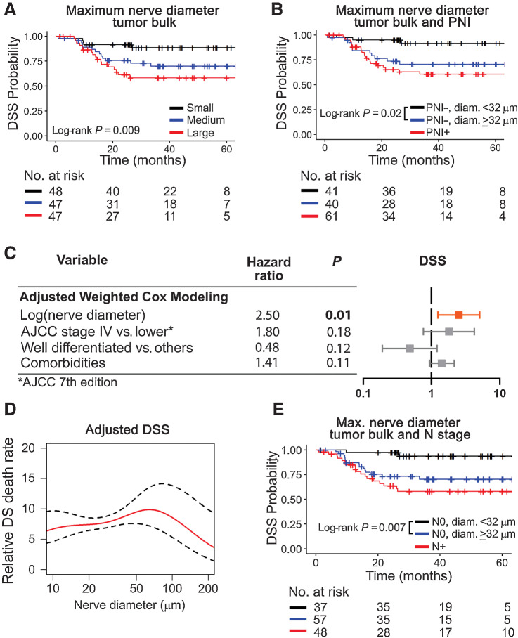 Figure 4. Large nerve diameter in tumor bulk associates with poor DSS. A, Patients are divided in tertiles for maximum nerve diameter in tumor bulk into low (≤ 32.28 μm), medium (33.73–88.13 μm), and large (≥ 89.61 μm). Patients with large nerves in the tumor bulk survive poorly. B, Among PNI-negative patients, nerve diameter ≥ 32 μm in the tumor bulk significantly associates with poor DSS. C, Adjusted Cox modeling of nerve-level data. Data are weighted by the number of nerves per patient and adjusted for variables shown in the table. Significant HRs are shown in bold and depicted in orange for high. D, Adjusted Cox additive modeling for relative DSS as a function of nerve diameter in the tumor bulk using nerve-level data; an increase in relative DSS death rate is observed as nerve diameter increases. The model is adjusted for AJCC 7th edition stage and tumor differentiation. E, Among node-negative patients, a nerve diameter ≥ 32 μm associates with poor DSS. Kaplan–Meier survival curves using patient-level data are shown in A, B, D, and E. Log-rank P values are displayed in each plot and the number of patients at risk for each time-point are shown below each survival plot. PNI was assessed using H&E + IHC.