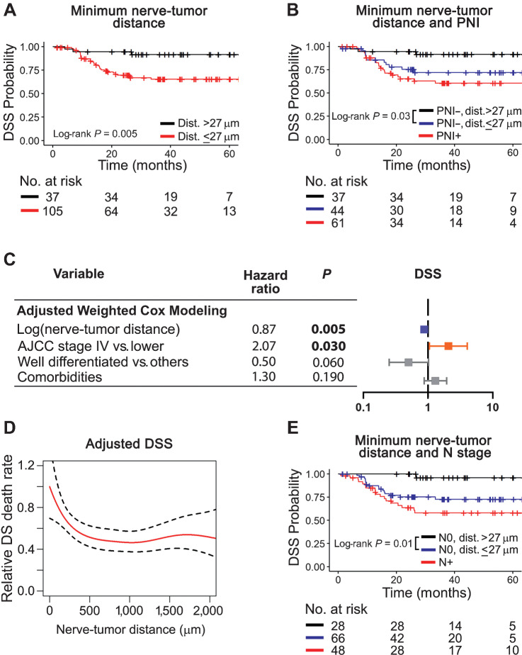 Figure 3. Close nerve-tumor distances associate with poor survival. A, Patients with a nerve-tumor distance ≤ 27 μm survive poorly. B, Among PNI-negative patients, those with nerve tumor distance ≤ 27 μm survive poorly and similarly to PNI-positive patients. C, Adjusted Cox modeling of nerve-level data. Data are weighted by the number of nerves per patient and adjusted for variables shown. Significant HRs are shown in bold and depicted in blue for low and orange for high. D, Adjusted Cox additive modeling for relative DSS as a function of nerve-tumor distance using nerve-level data; a decrease in relative DSS death rate is observed as nerve-tumor distance increases. The model is adjusted for AJCC 7th edition stage and tumor differentiation. E, Among node-negative patients, nerve-tumor distance ≤ 27 μm associates with poor DSS. Kaplan–Meier survival curves using patient-level data are shown in A, B, and E. Log-rank P values are displayed in each plot and the number of patients at risk for each timepoint are shown below each survival plot. PNI was assessed using H&E + IHC.