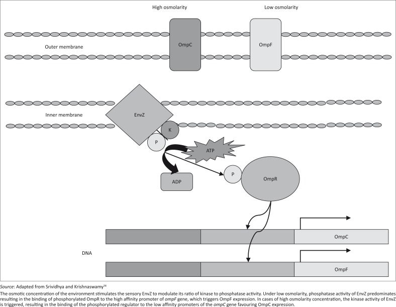 FIGURE 1