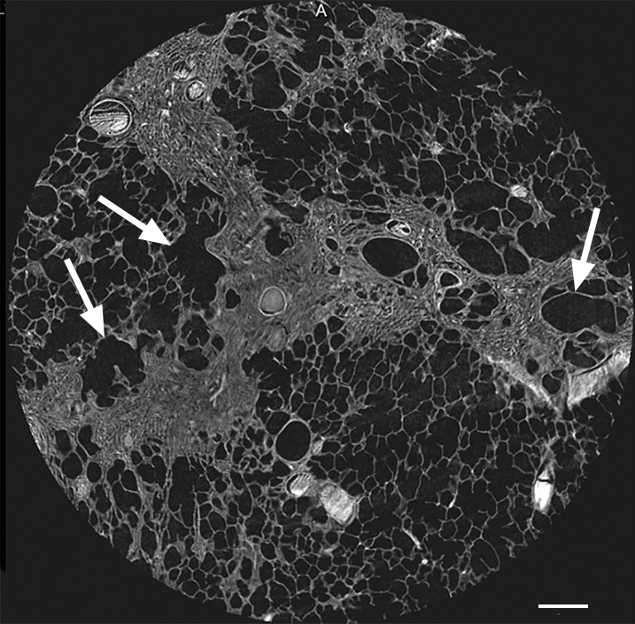 Figure 6b: