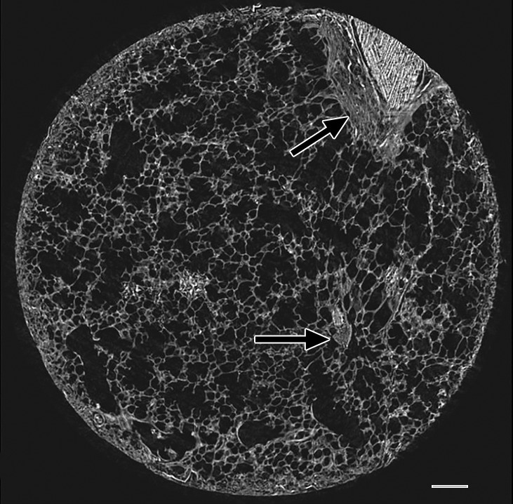 Figure 2b: