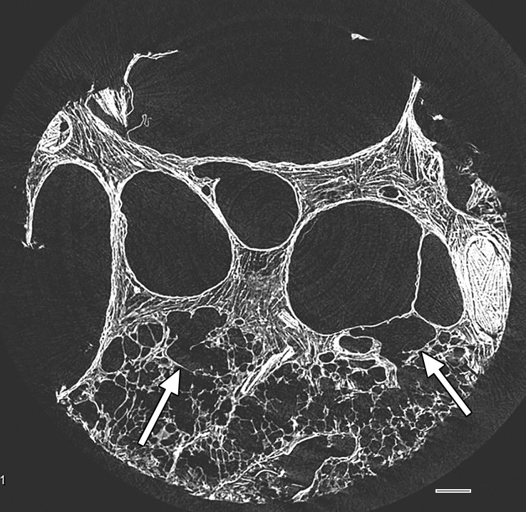 Figure 10b: