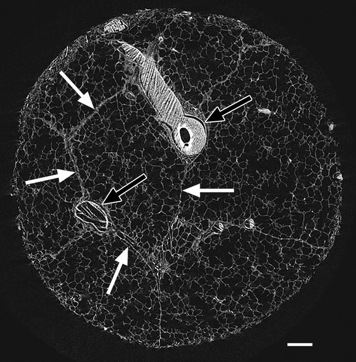 Figure 1b: