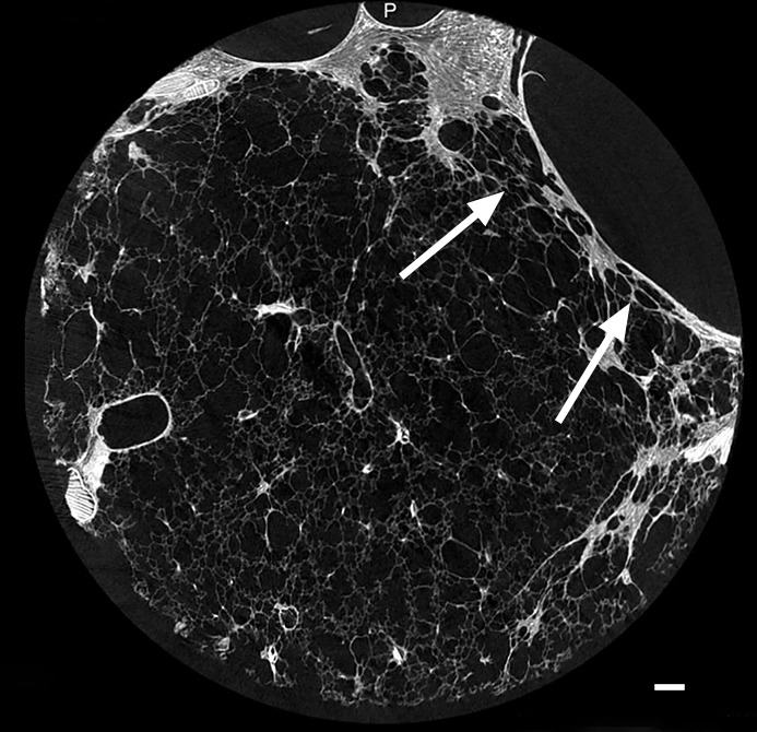 Figure 12b: