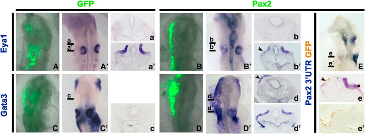 Fig. 2