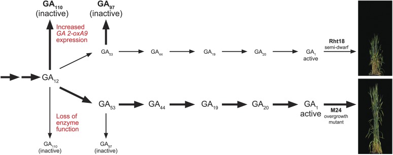 Figure 7.