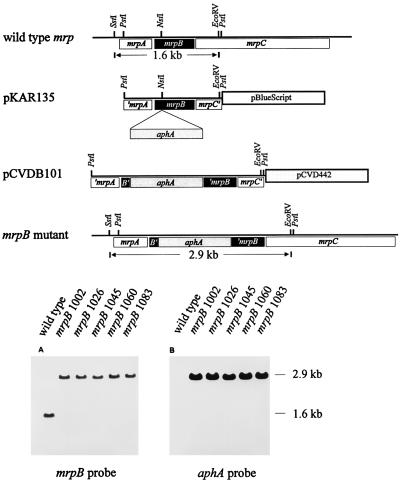 FIG. 1