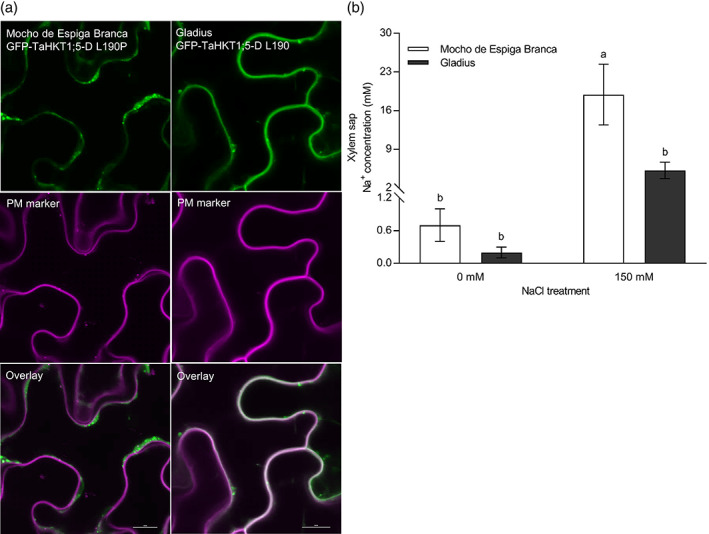 FIGURE 4