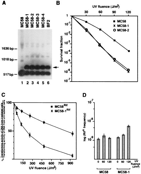 FIG. 5.