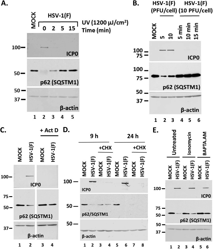 FIG 2