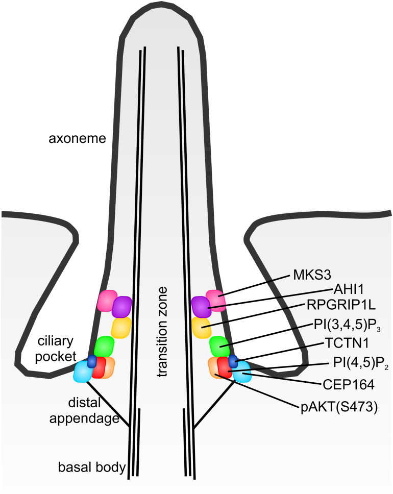 FIGURE 9