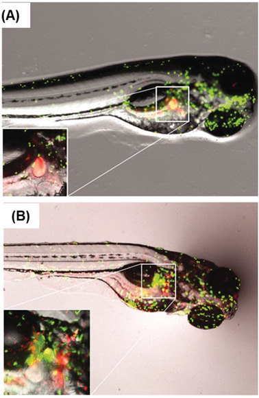 Figure 13