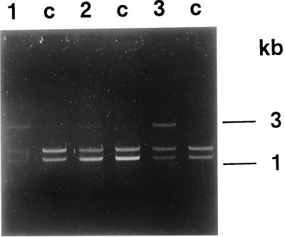 FIG. 3