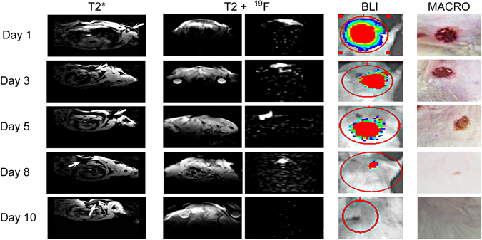 Figure 7