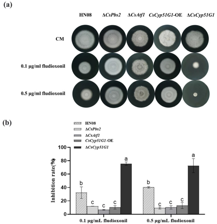 Figure 5