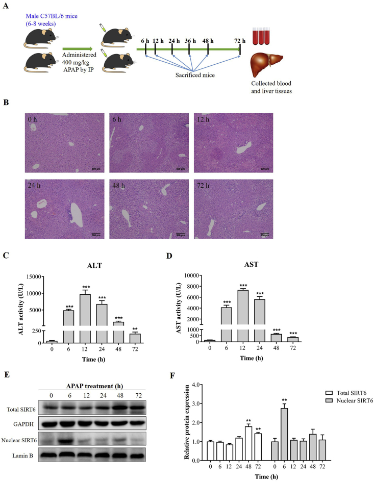 Figure 1